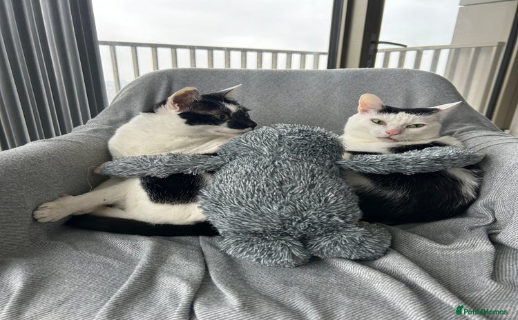 Mixed Breed cats - Advert 1