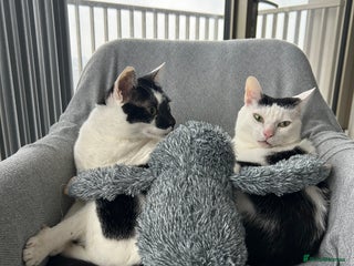 Mixed Breed cats - Advert 24