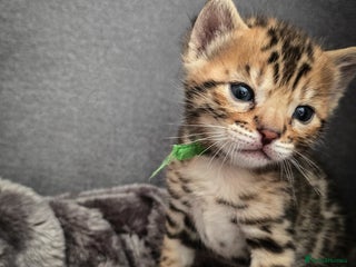 Bengal cats TICA Champion 2 boys available for reservation! - Advert 1