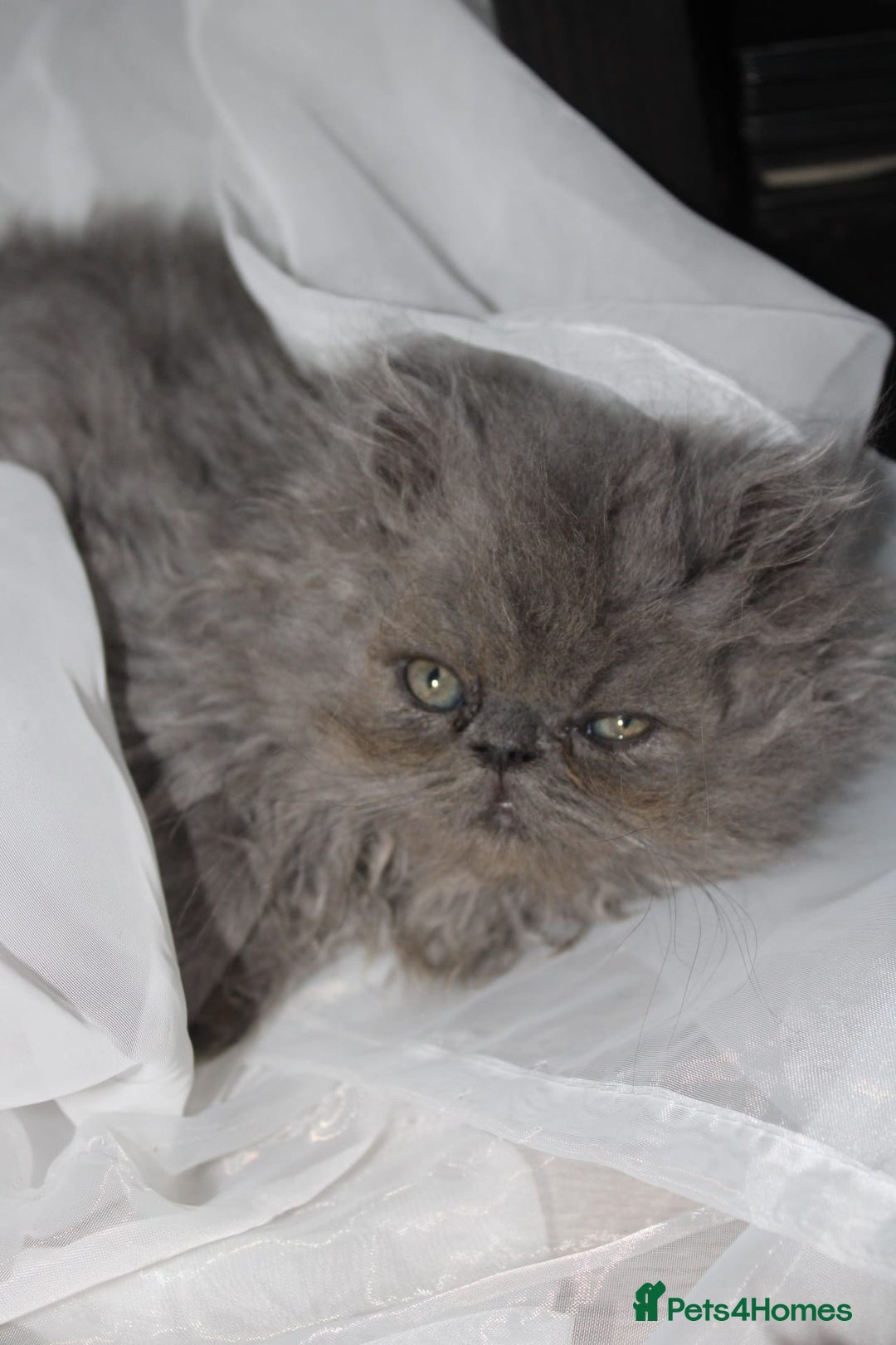 Persian cats for sale: Beautiful Female Kittens Ready for Loving Homes - Advert 3