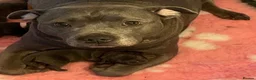 Staffordshire Bull Terrier dogs for sale: Top pedigree blue Staffordshire bull terriers - Advert 15
