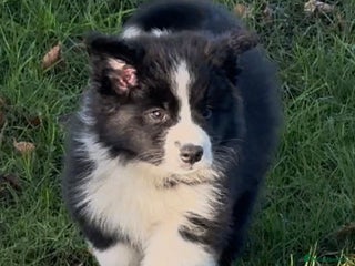 Border Collie dogs One beautiful boy available - Advert 7
