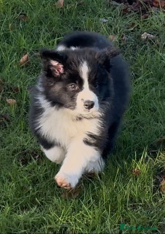 Border Collie dogs One beautiful boy available - Advert 8