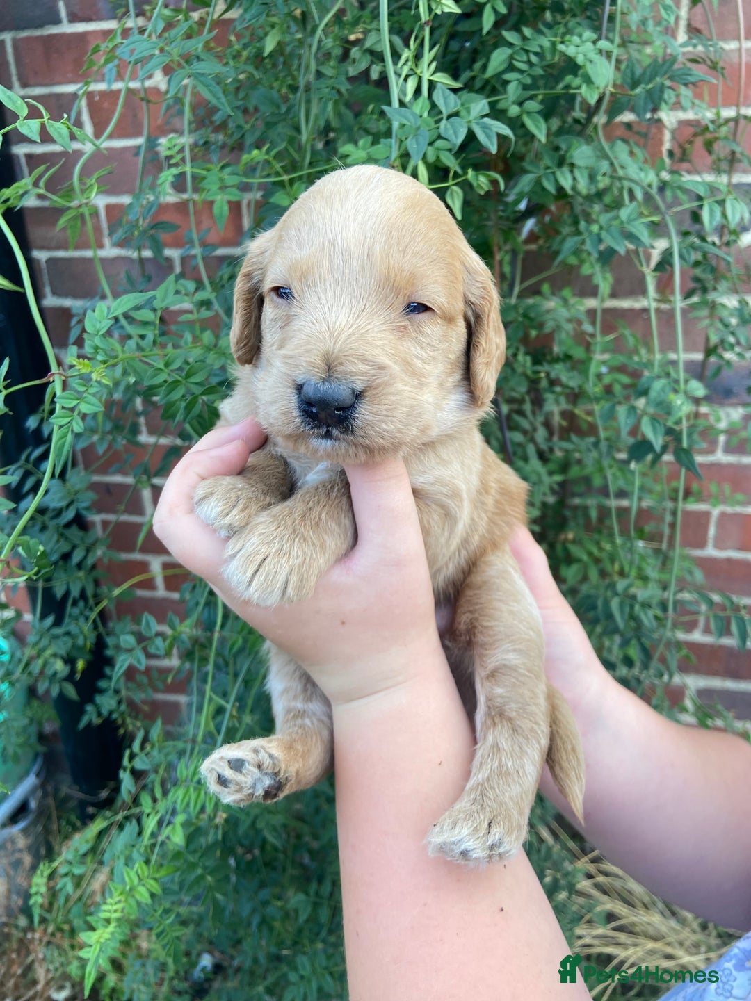 Labradoodle dogs for sale: Miniature F1 labradoodle  - Image 9
