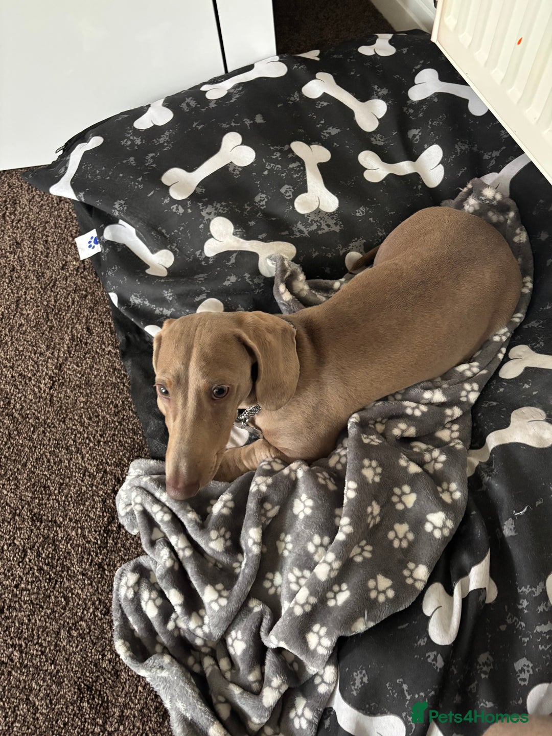 Miniature Dachshund dogs for sale: Marley the mini dachshund  - Image 2
