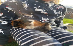 Guinea Pig rodents for sale: 4 baby male guinepigs  - Image 9