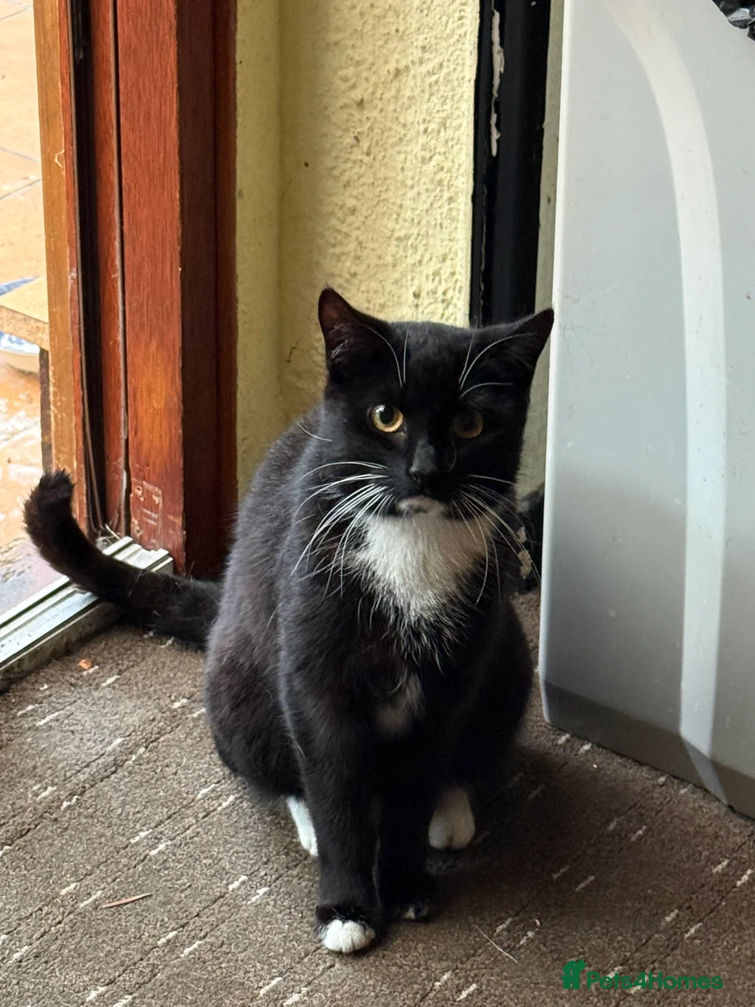 European cats for sale: 2 young cats looking for a home !!  - Advert 2