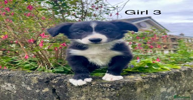 Border Collie dogs PEDIGREE ISDS & KC BORDER COLLIE PUPS - Advert 4