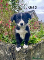 Border Collie dogs PEDIGREE ISDS & KC BORDER COLLIE PUPS - Advert 6