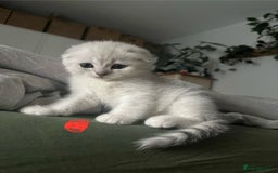 Mixed Breed cats for sale: Scottish fold kittens - Image 5