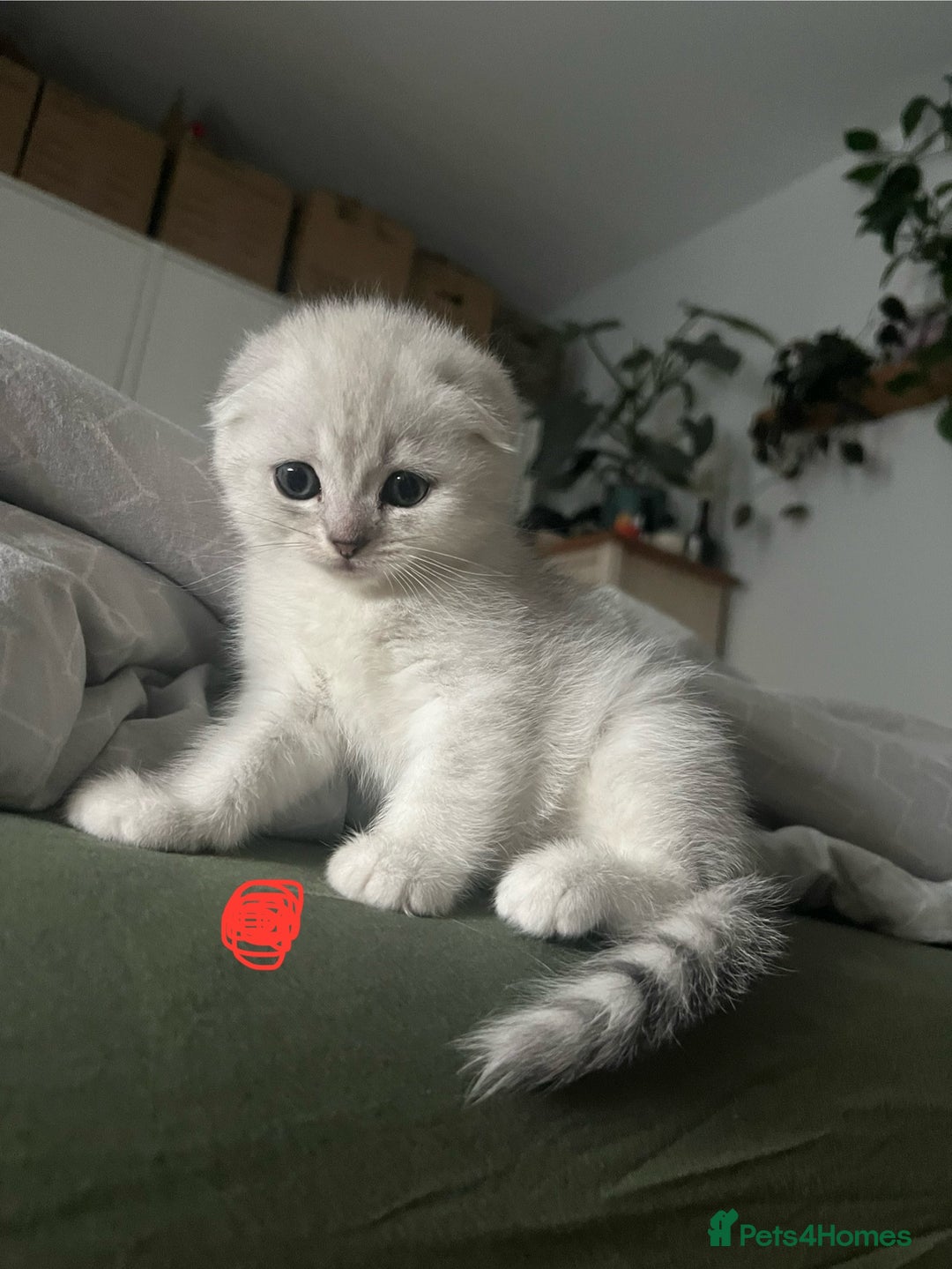 Mixed Breed cats for sale: Scottish fold kittens - Image 5