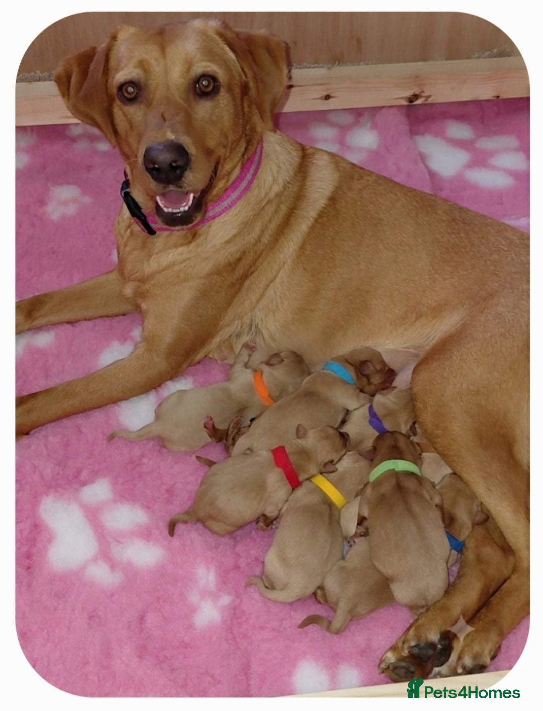Labrador Retriever dogs Kc Registered Fox Red Labradors - Champion Lines - Advert 9