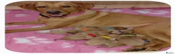 Labrador Retriever dogs for sale: Kc Registered Fox Red Labradors - Champion Lines - Advert 1