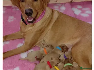 Labrador Retriever dogs Kc Registered Fox Red Labradors - Champion Lines - Advert 4