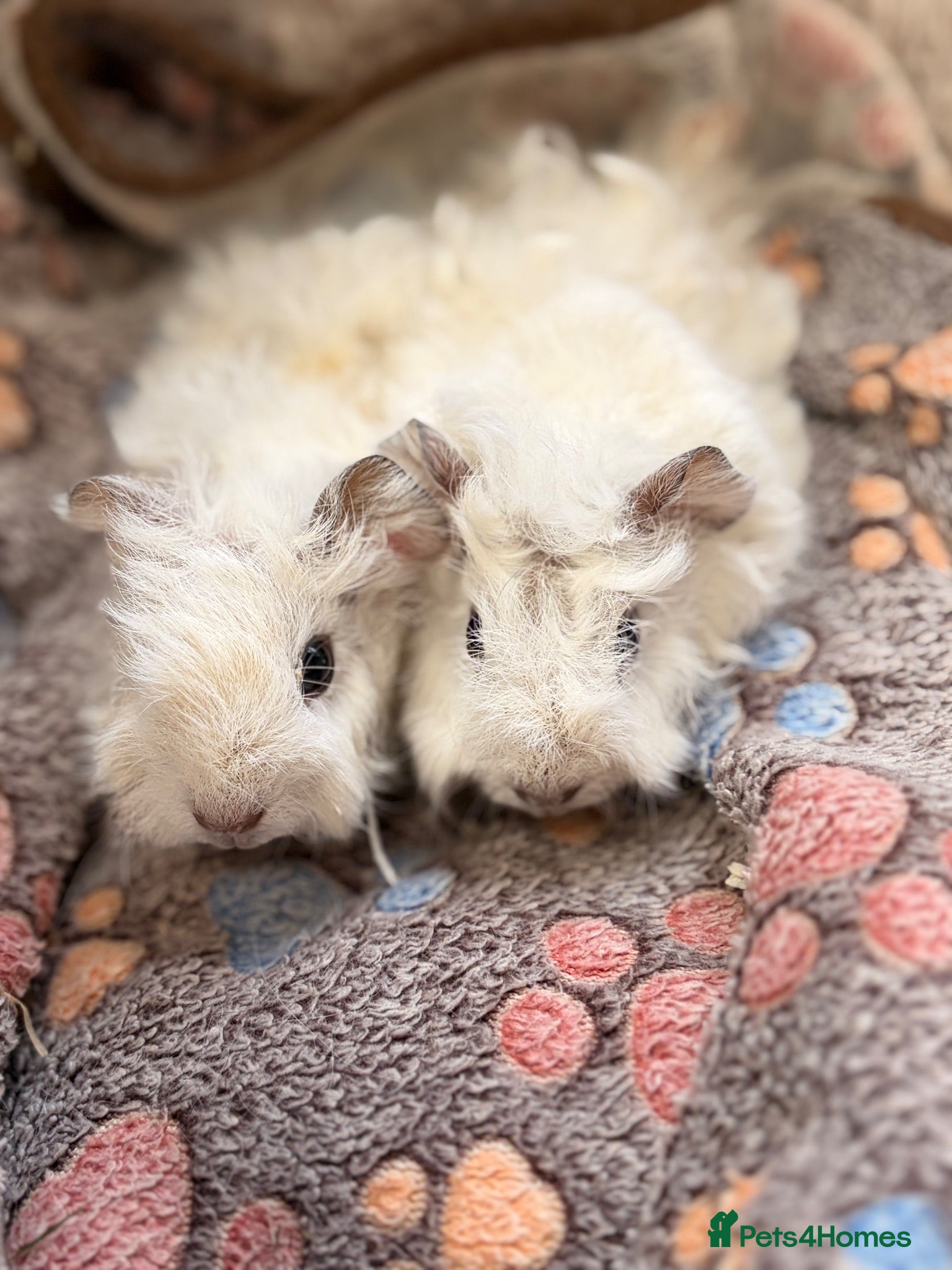 Guinea Pig rodents LOVELY BABY GUINEA PIGS - Advert 1