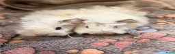 Guinea Pig rodents for sale: LOVELY BABY GUINEA PIGS - Advert 1
