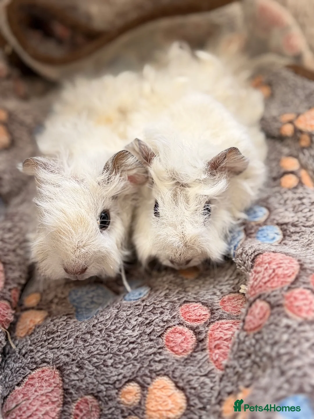 Guinea Pig rodents for sale: LOVELY BABY GUINEA PIGS - Advert 1
