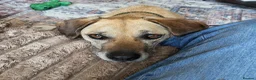 Mixed Breed dogs for adoption: Shy Nikita - Advert 2