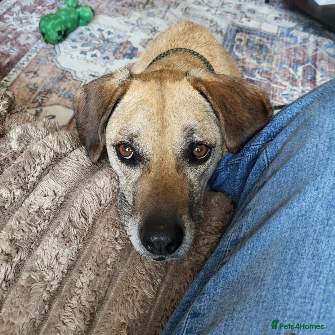 Mixed Breed dogs for adoption: Shy Nikita - Advert 2