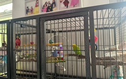 Budgerigars birds for sale: 2 Budgies and cage for sale - Image 4
