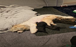 Shihpoo dogs for sale: Stunning 3rd Generation Shihpoo Puppies For Sale - Image 14