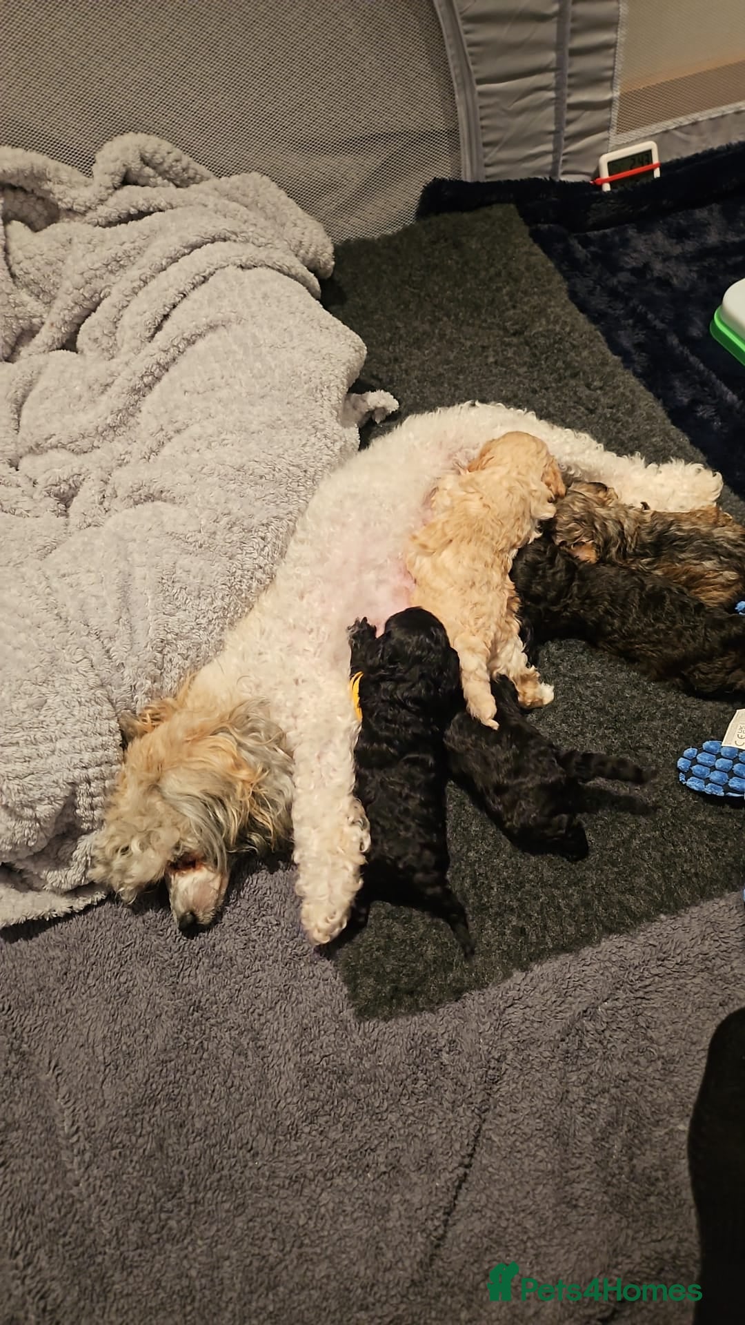 Shihpoo dogs for sale: Stunning 3rd Generation Shihpoo Puppies For Sale - Image 14