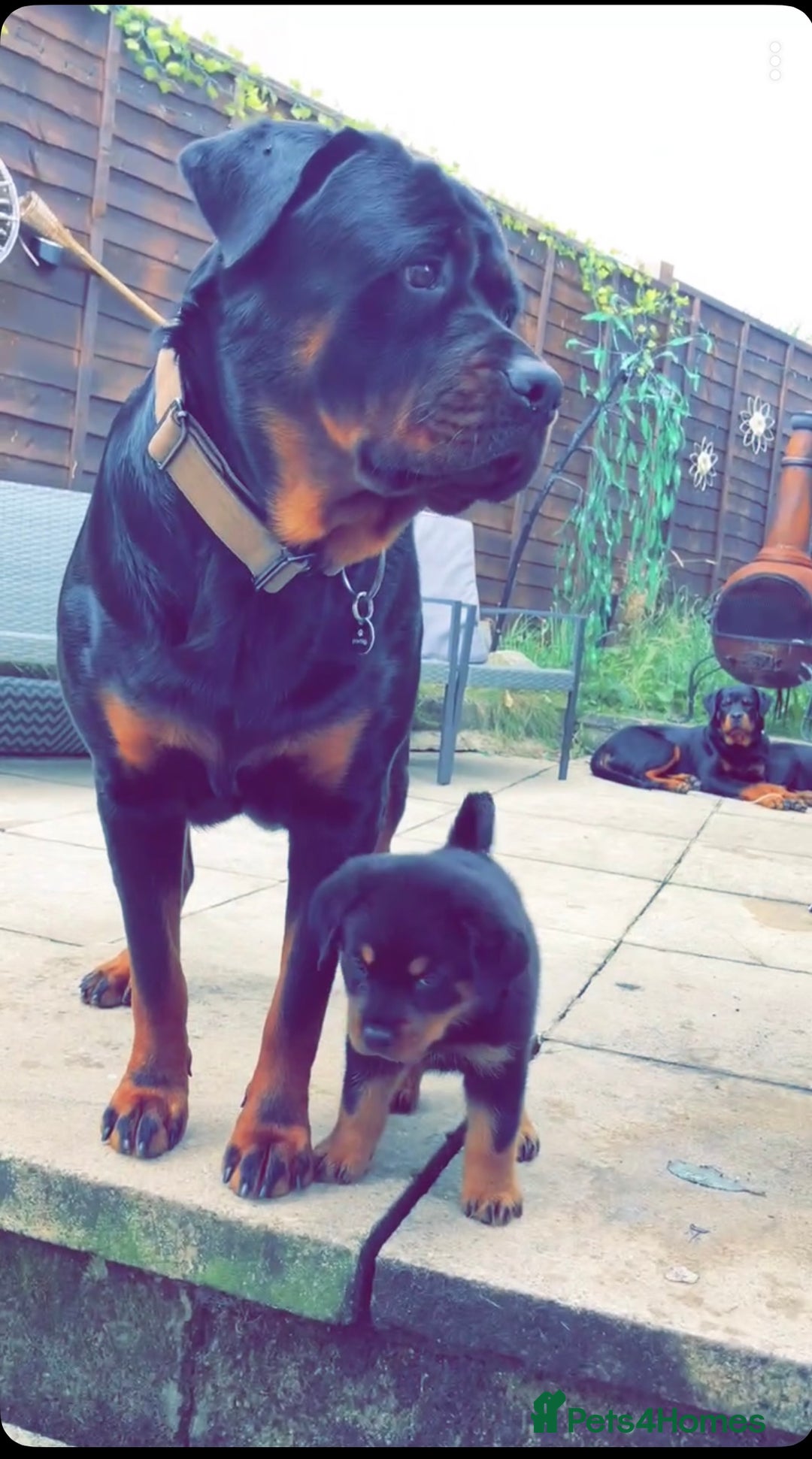 Rottweiler dogs for sale: Rottweiler Puppies  - Image 24