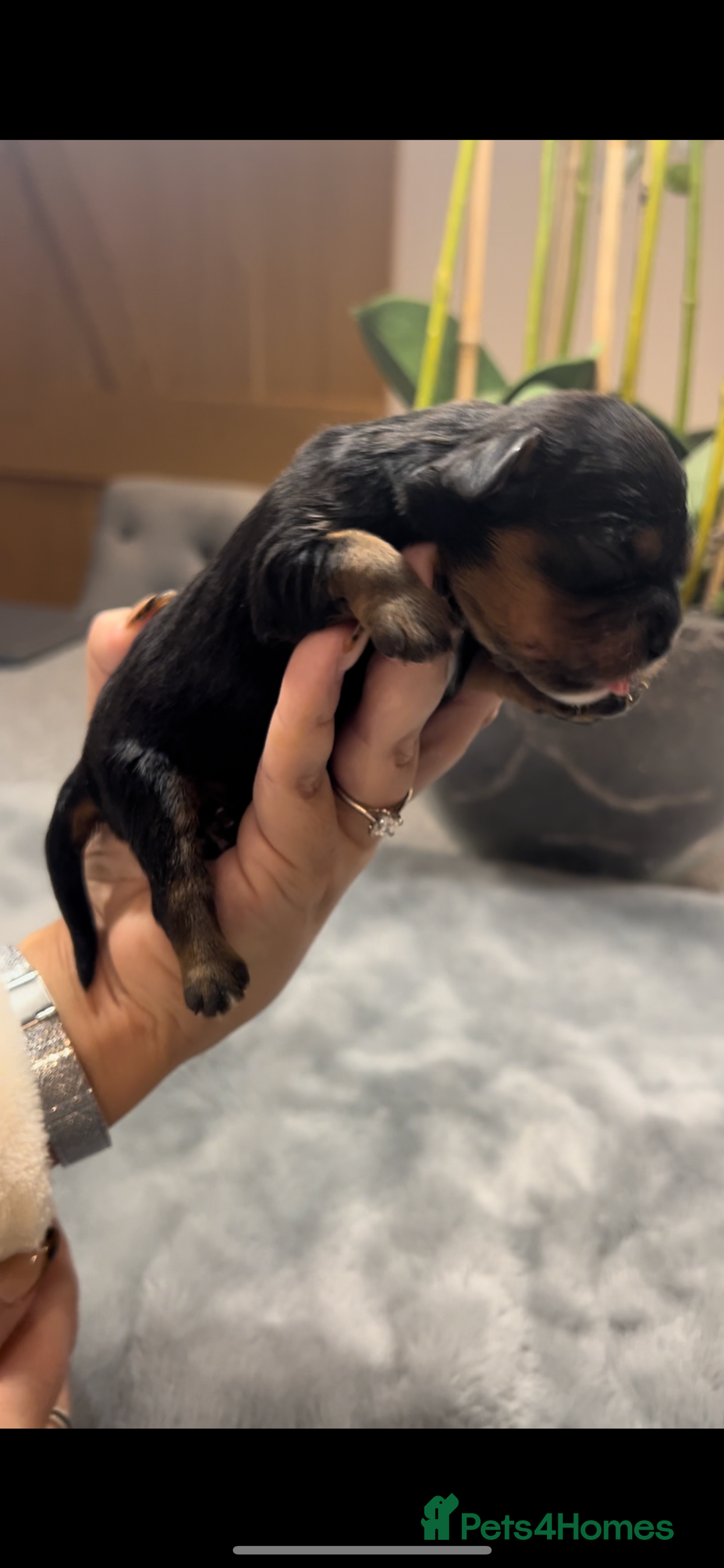 Cavalier King Charles Spaniel dogs for sale: Chocolate Kc reg cavalier King Charles - Advert 9