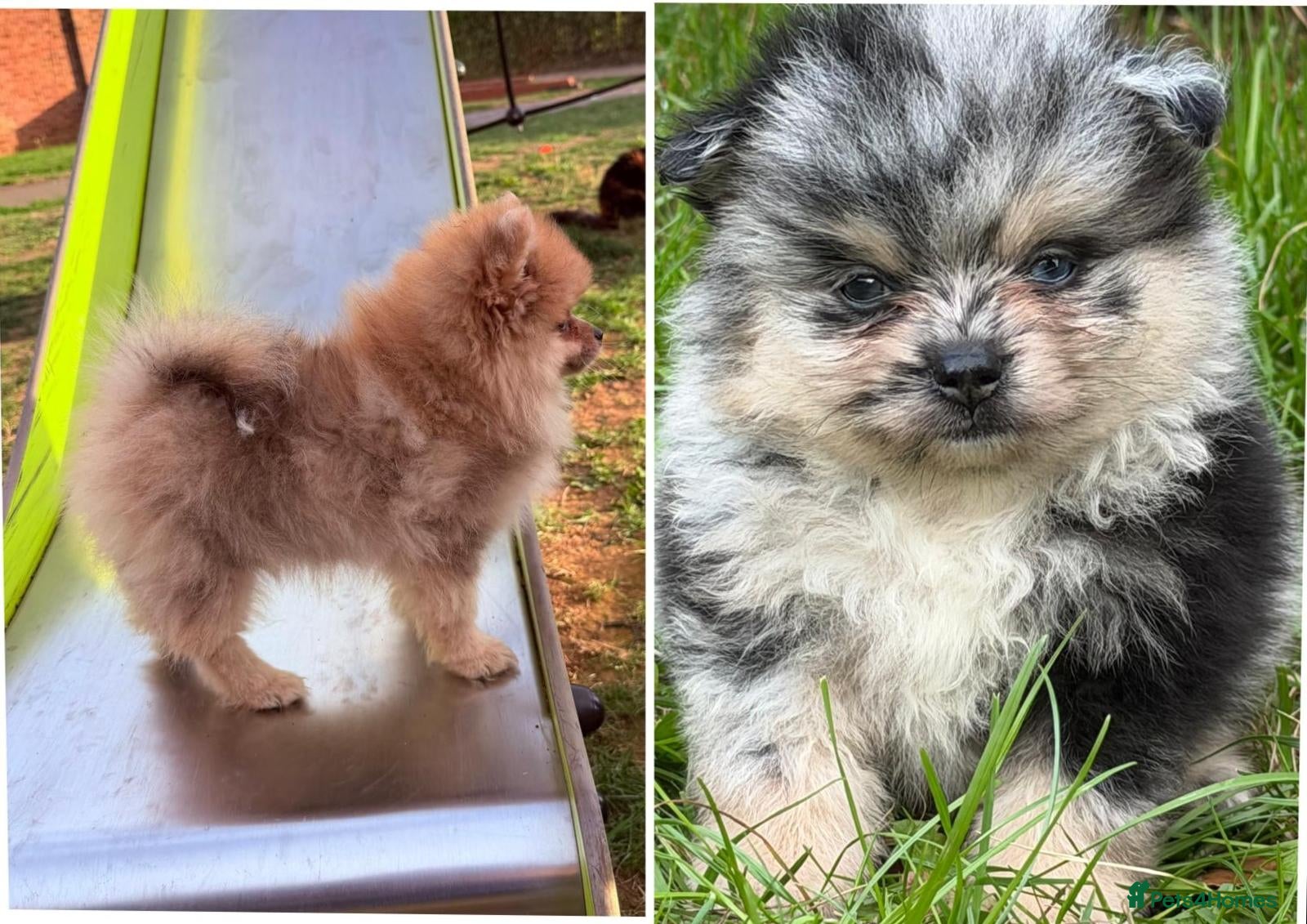 Pomeranian dogs Chocolate merle girl, bile eye Merle boy - Advert 1