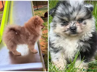 Pomeranian dogs Chocolate merle girl, bile eye Merle boy - Advert 1