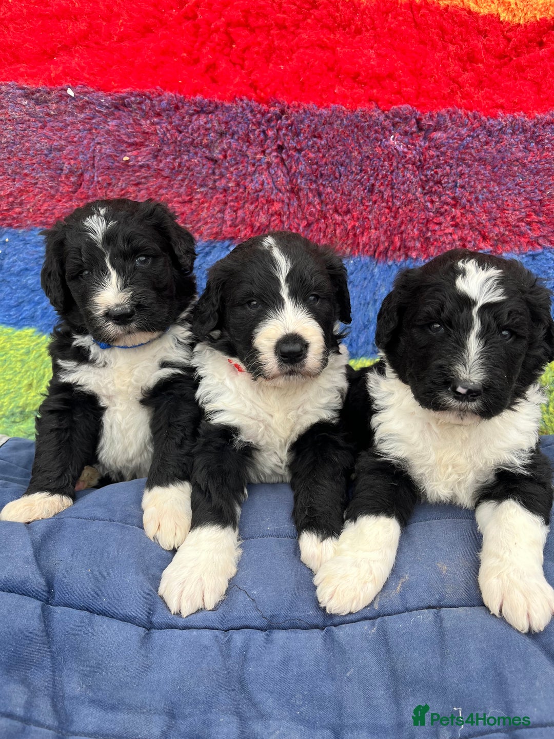 Bernedoodle dogs for sale: Bernedoodles  - Image 3