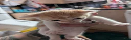 Maine Coon cats for sale: 3 gorgeous orange and white boys in Durham - Advert 3