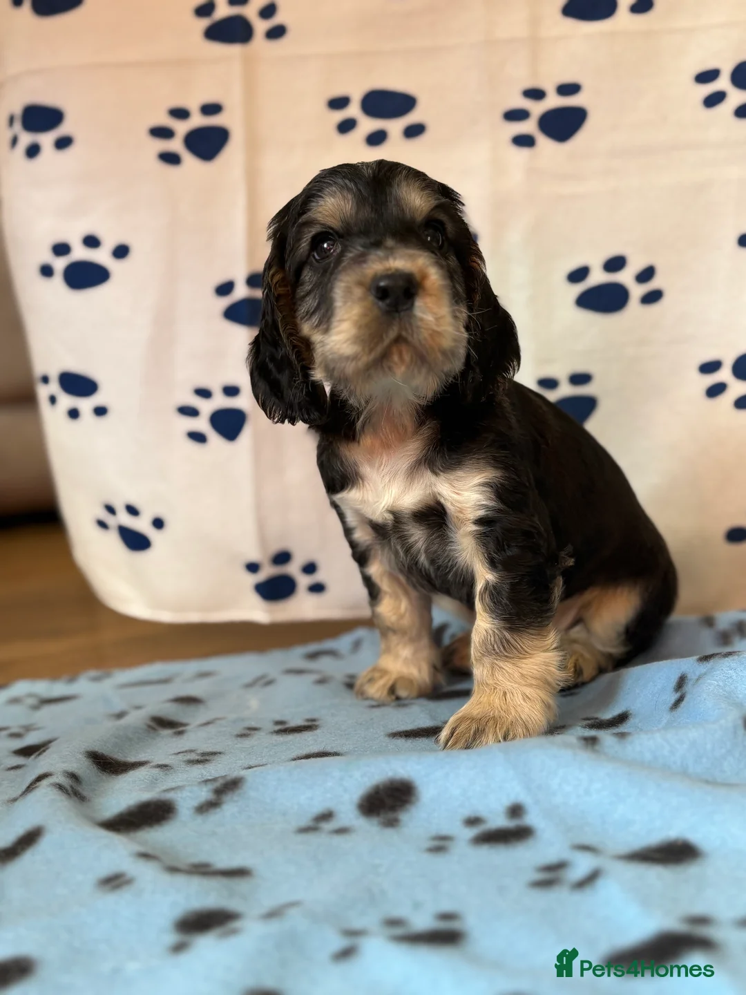 Cocker Spaniel dogs for sale: Last cocker spaniel puppy boy for sale  in Lincoln - Advert 11