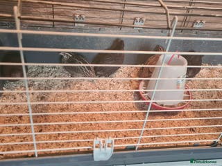 Quail poultry Cotournix Quail for Sale - Advert 2