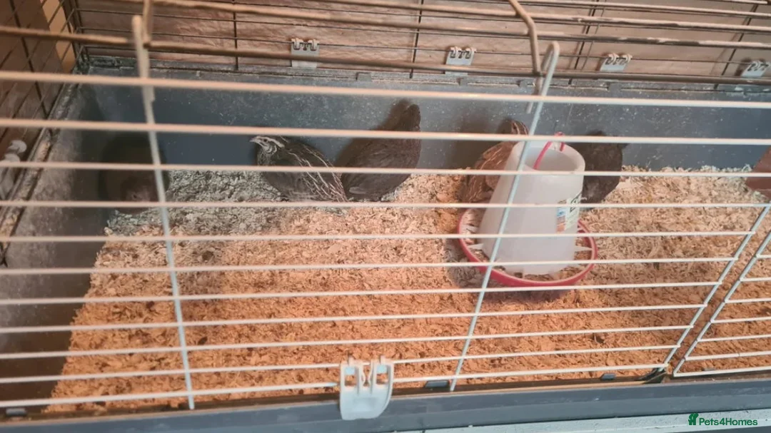 Quail poultry for sale: Cotournix Quail for Sale - Advert 1