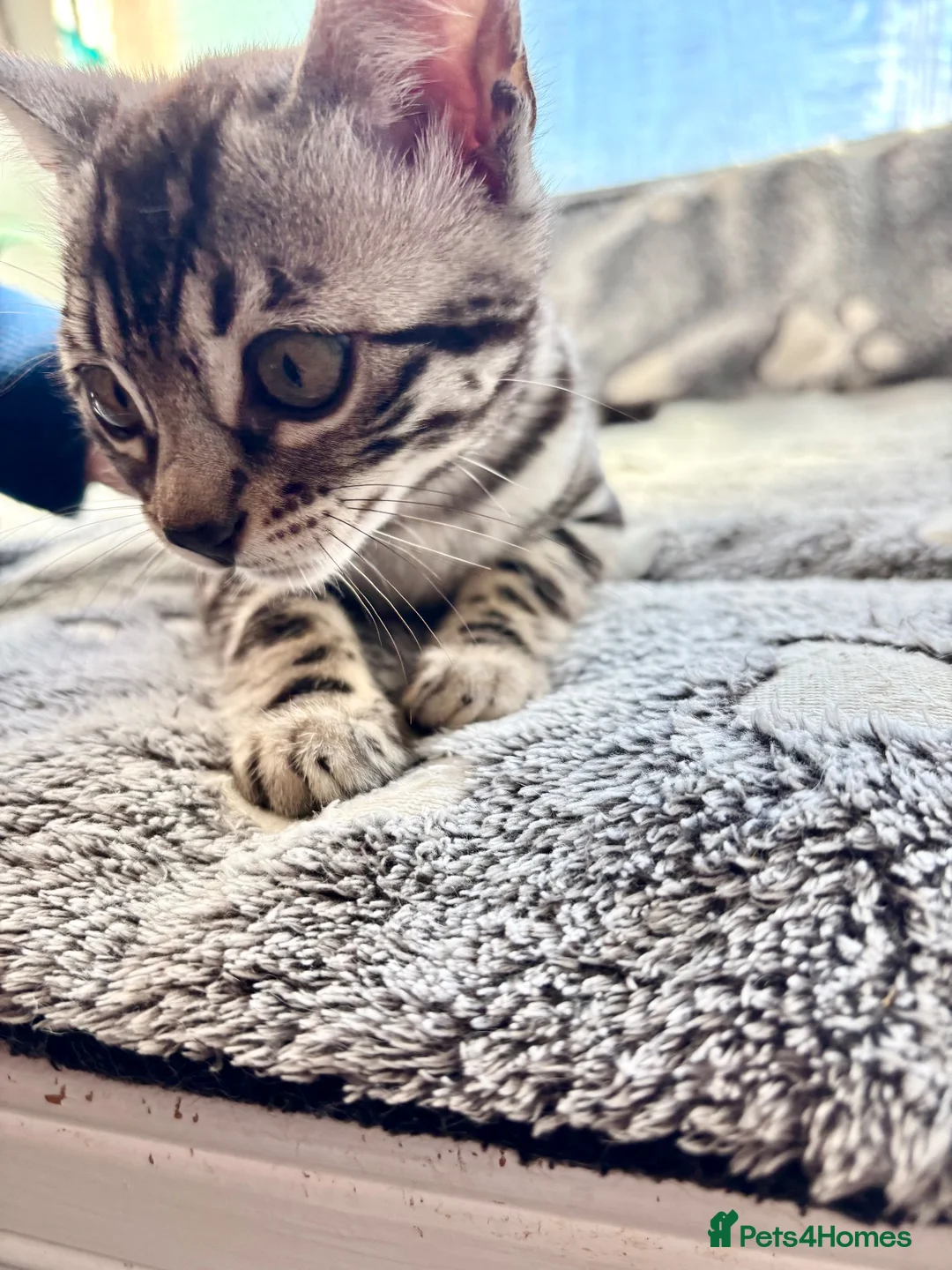 Bengal cats for sale: Stunning pedigree Bengal kitten only one left  - Advert 16