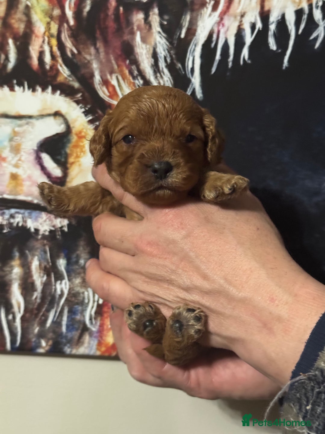 Cavapoo dogs for sale: 1 girl red Cavapoo babies looking for families  - Advert 3