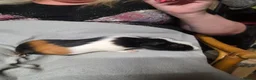 Guinea Pig rodents for sale: Male Guinea Pig Pairs - Advert 8