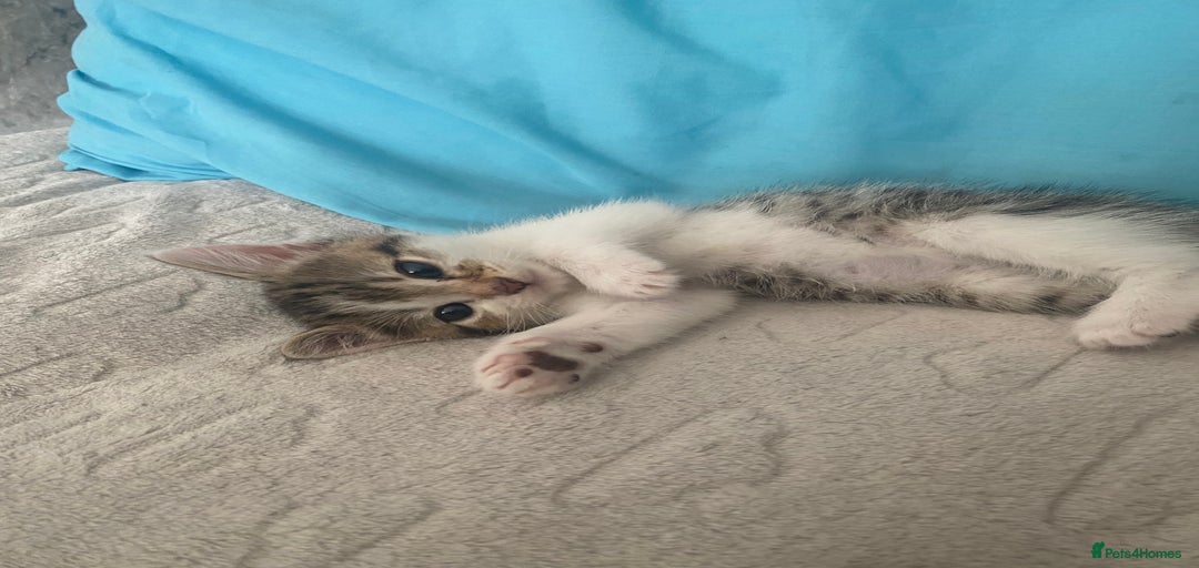 Gallery Image {{count}}