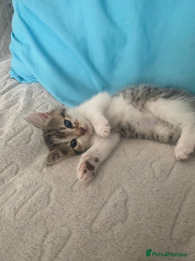 Gallery Image {{count}}