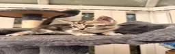 Mixed Breed cats for sale: Kittens  in Liverpool - Advert 5