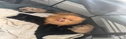 Pomeranian dogs for sale: Pomaranian - Advert 2