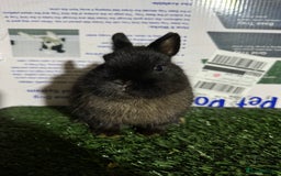 Netherland Dwarf rabbits for sale: Pure breed Netherlands Dwarf  - Advert 6