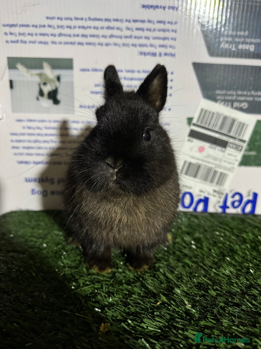 Netherland Dwarf rabbits for sale: Pure breed Netherlands Dwarf  - Advert 6