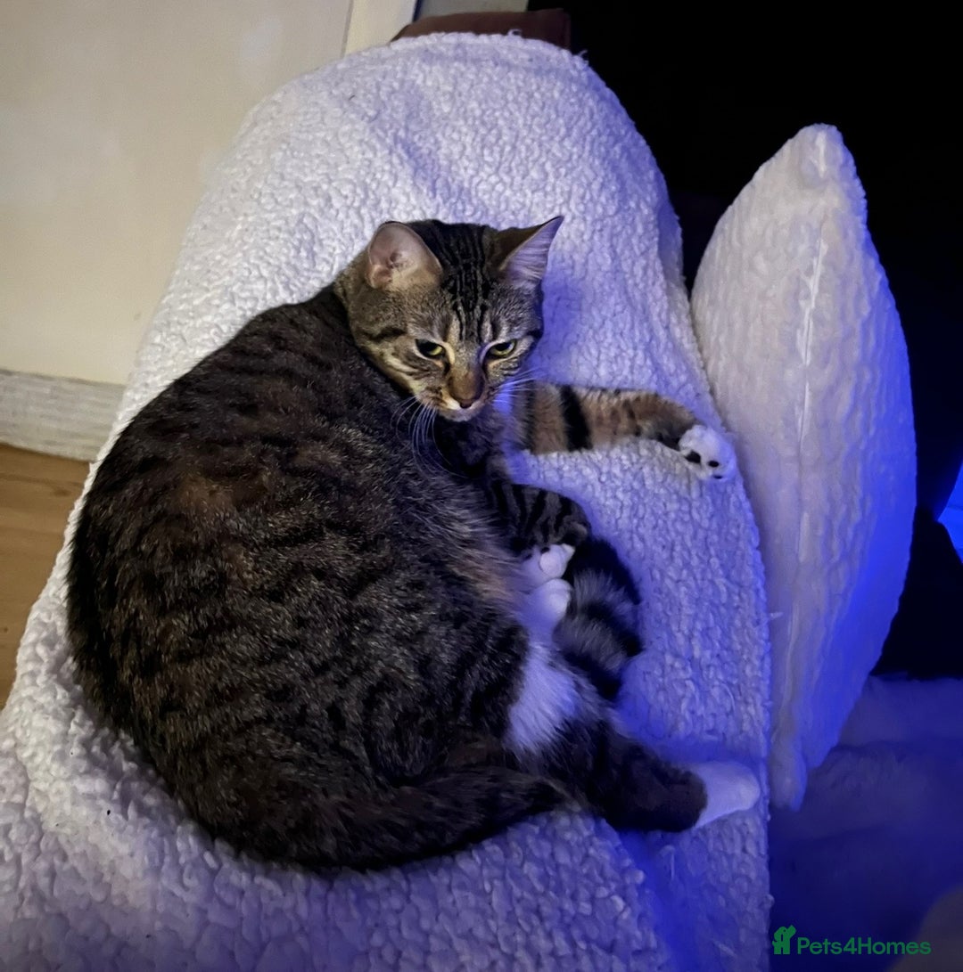 Mixed Breed cats for sale: Cat For Sale  - Image 4