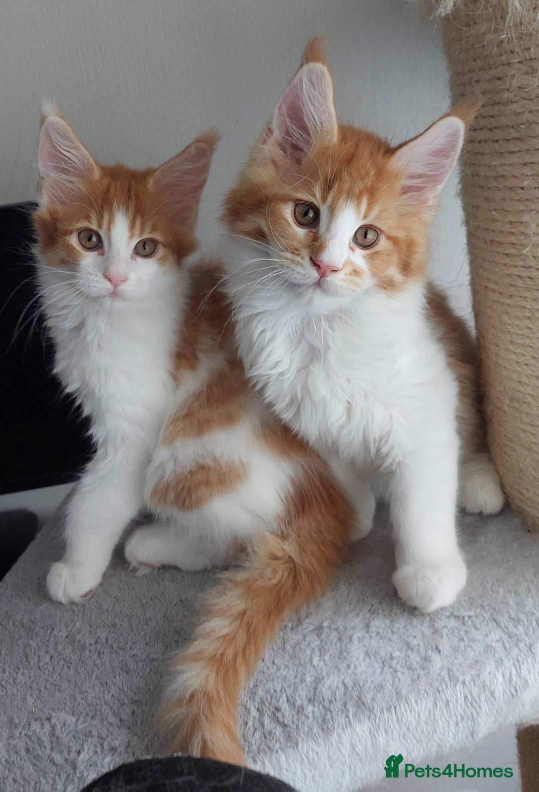Maine Coon cats for sale: TICA Registered Red Tabby & White Maine Coon Boy - Image 2