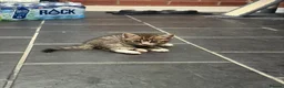 Persian cats for sale: Persian X Tabby Kittens - Advert 5