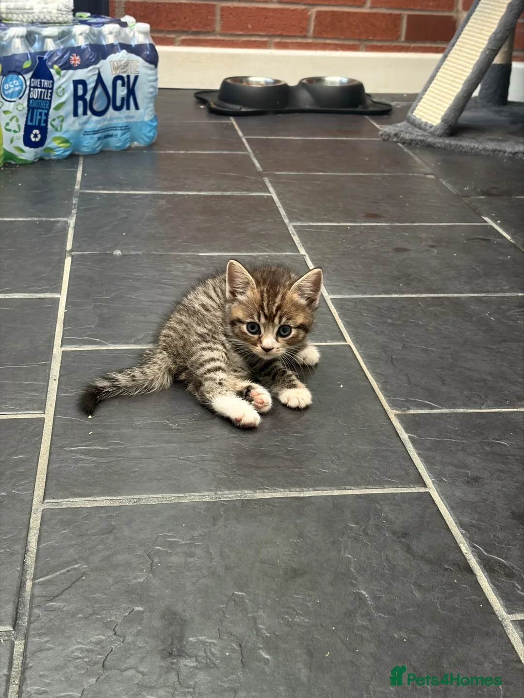 Persian cats for sale: Persian X Tabby Kittens - Advert 5