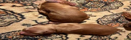 Cockapoo dogs for sale: 6 beautiful cockapoos  - Advert 6