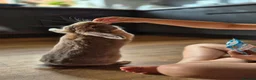 Mini Lop rabbits for sale: Adorable Mini lop girl with all accessories in Lincoln - Advert 6